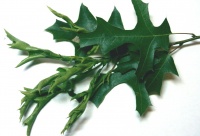 Oak Leaves 5262012.jpg